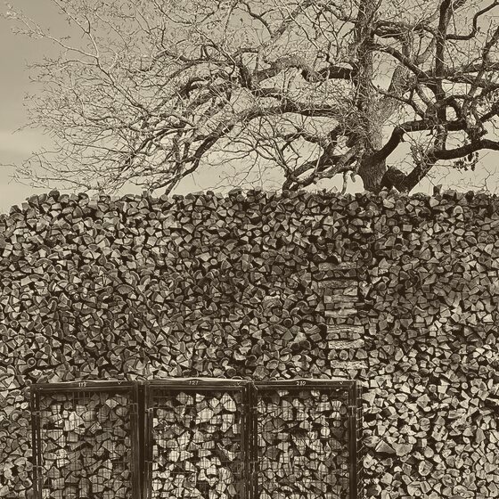 Pecan cooking wood